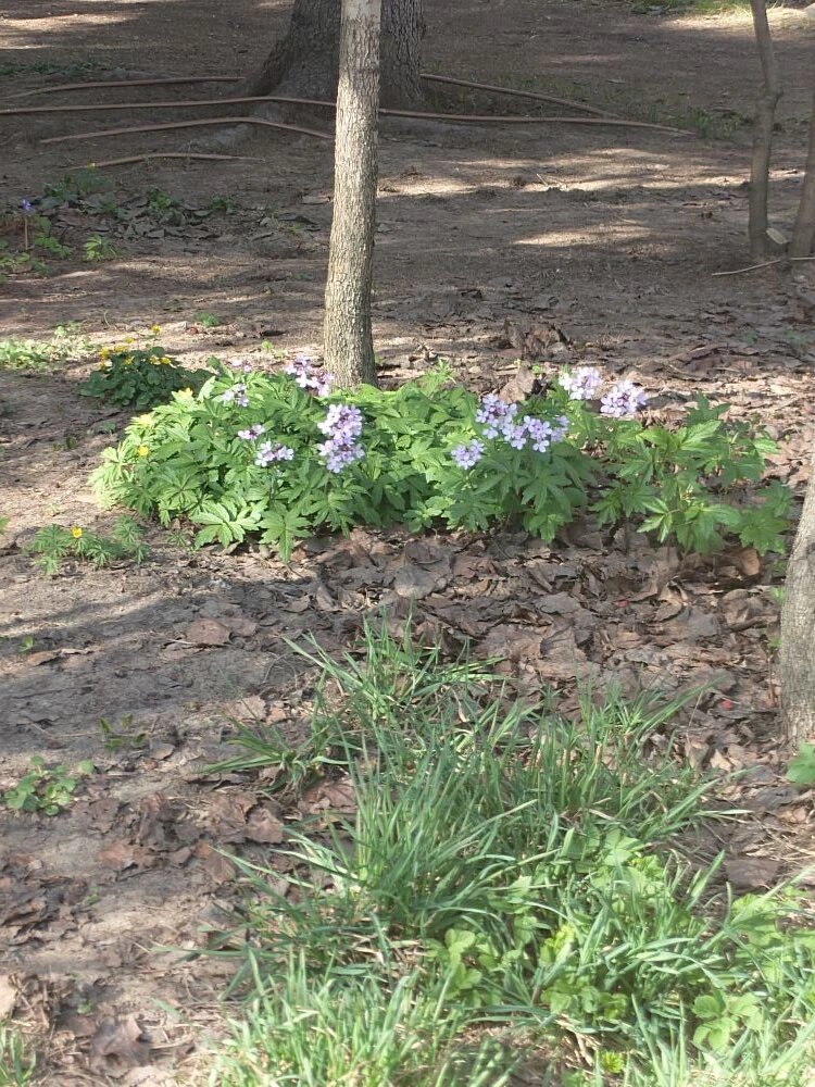 зубянка пятилистная