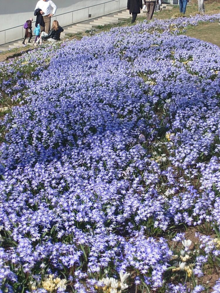 река из пролески