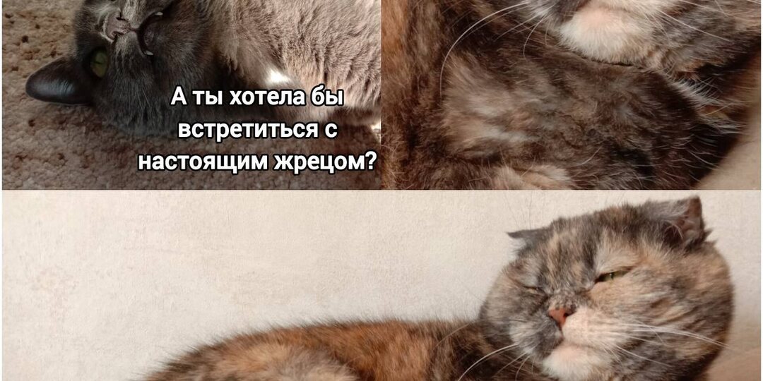 9 смешных мемов от котиков про непонятную жизнь двуногих