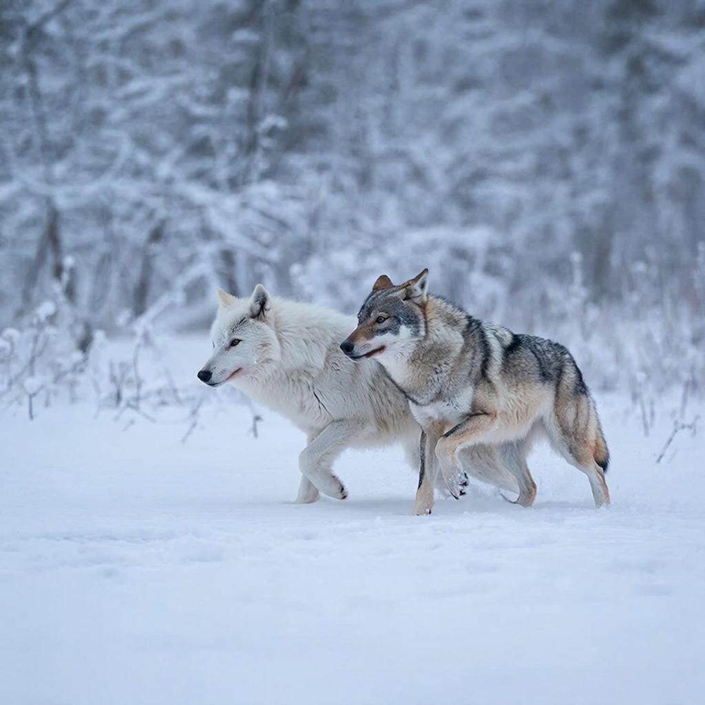 Фото: Dzen.ru