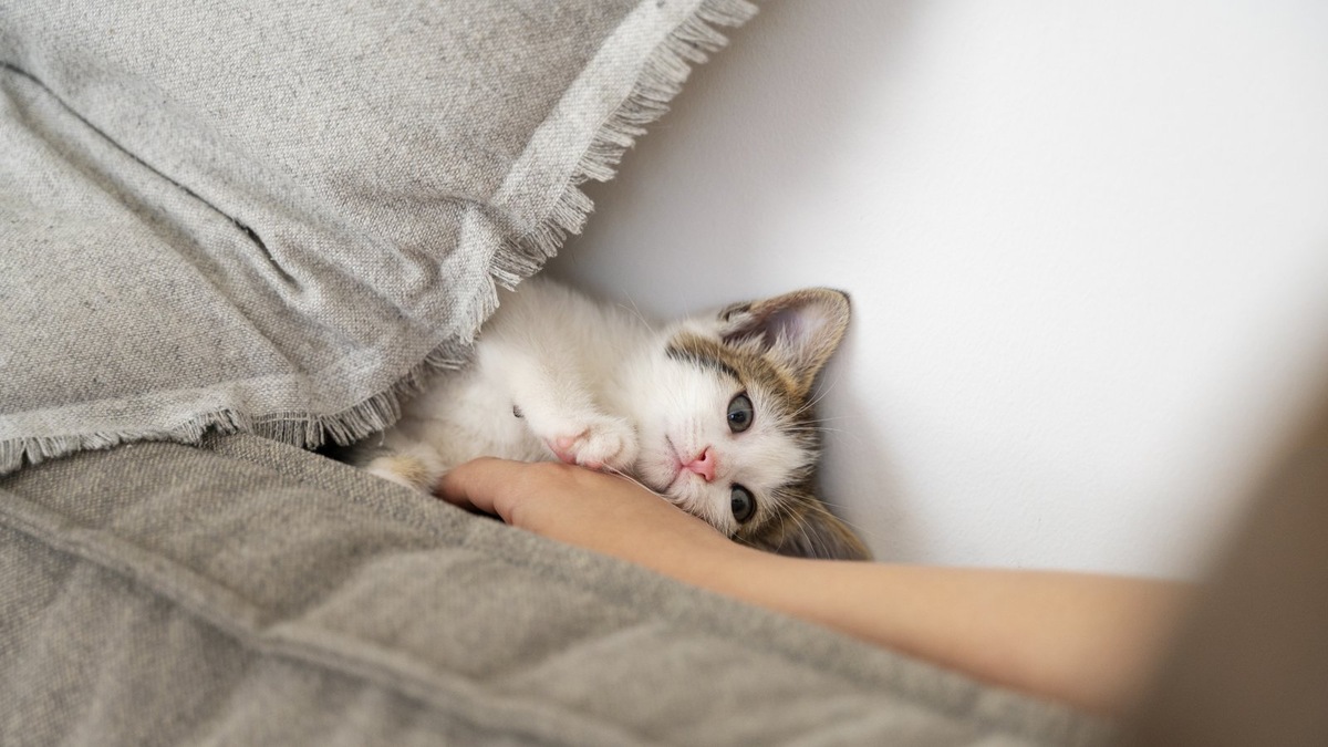    Понимание языка тела питомца — ключ к предотвращению конфликтов