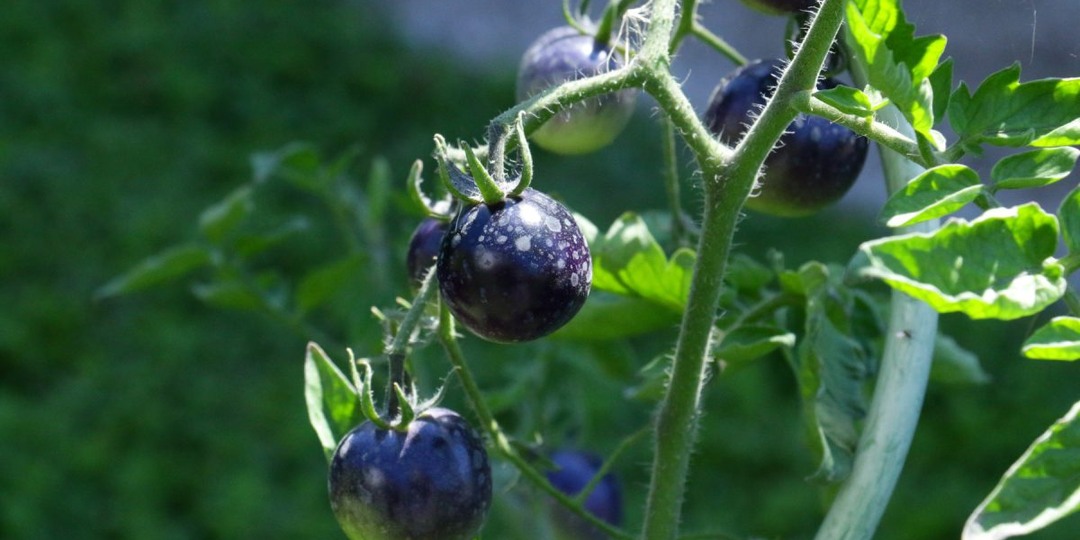 5 новых сортов томатов, которые я выращивала в прошлом году