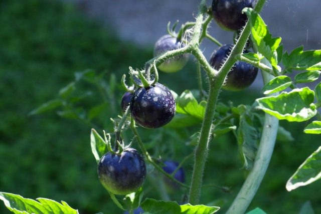 5 новых сортов томатов, которые я выращивала в прошлом году. © Оксана Гула  📷
