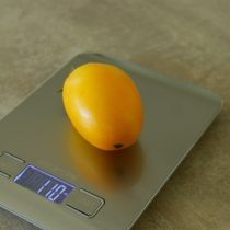 Размер держит уверенно — около 110–150 г, отдельные плоды крупнее и с необычной округлостью снизу. Формы не все одинаковые, но в целом выглядят аккуратно. © Оксана Гула  📷
