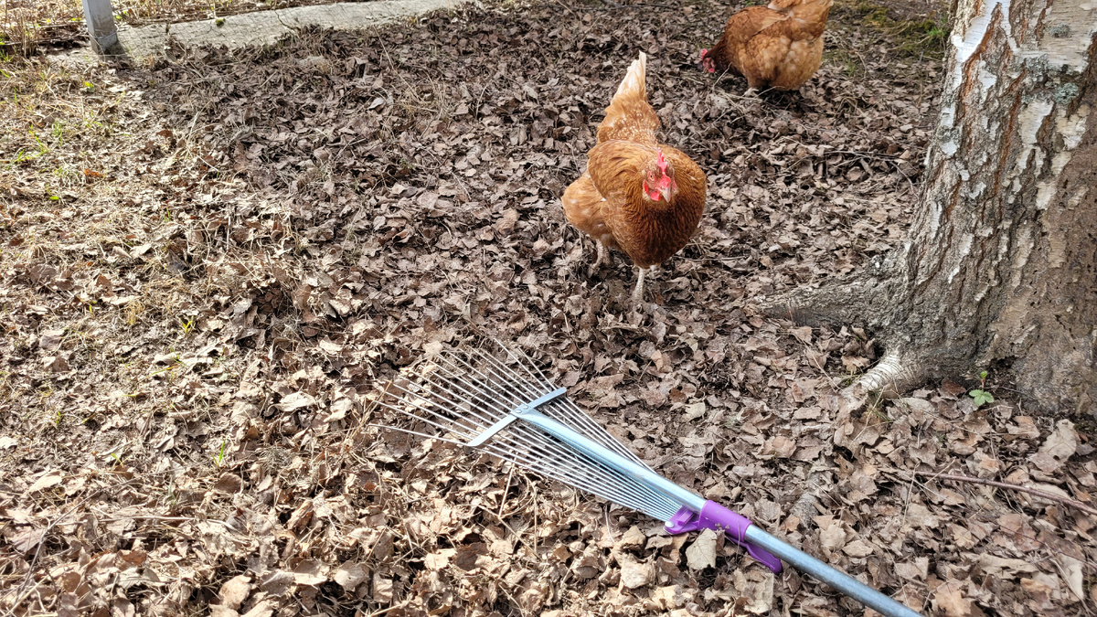 Сопровождают меня наши питомцы.