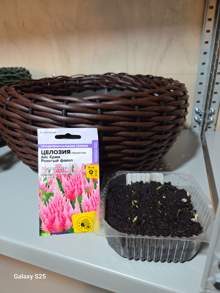 Вот такую розовую целозию планирую высадить в это кашпо.