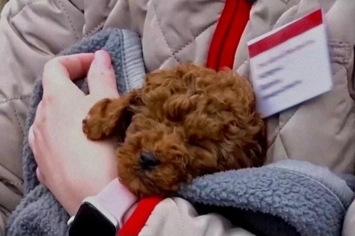    Проводница поезда «Москва — Челябинск» спасла щенка из упавшего вагона