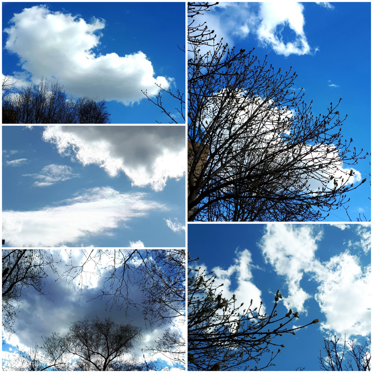 Коллаж автора 04.04.2026г.