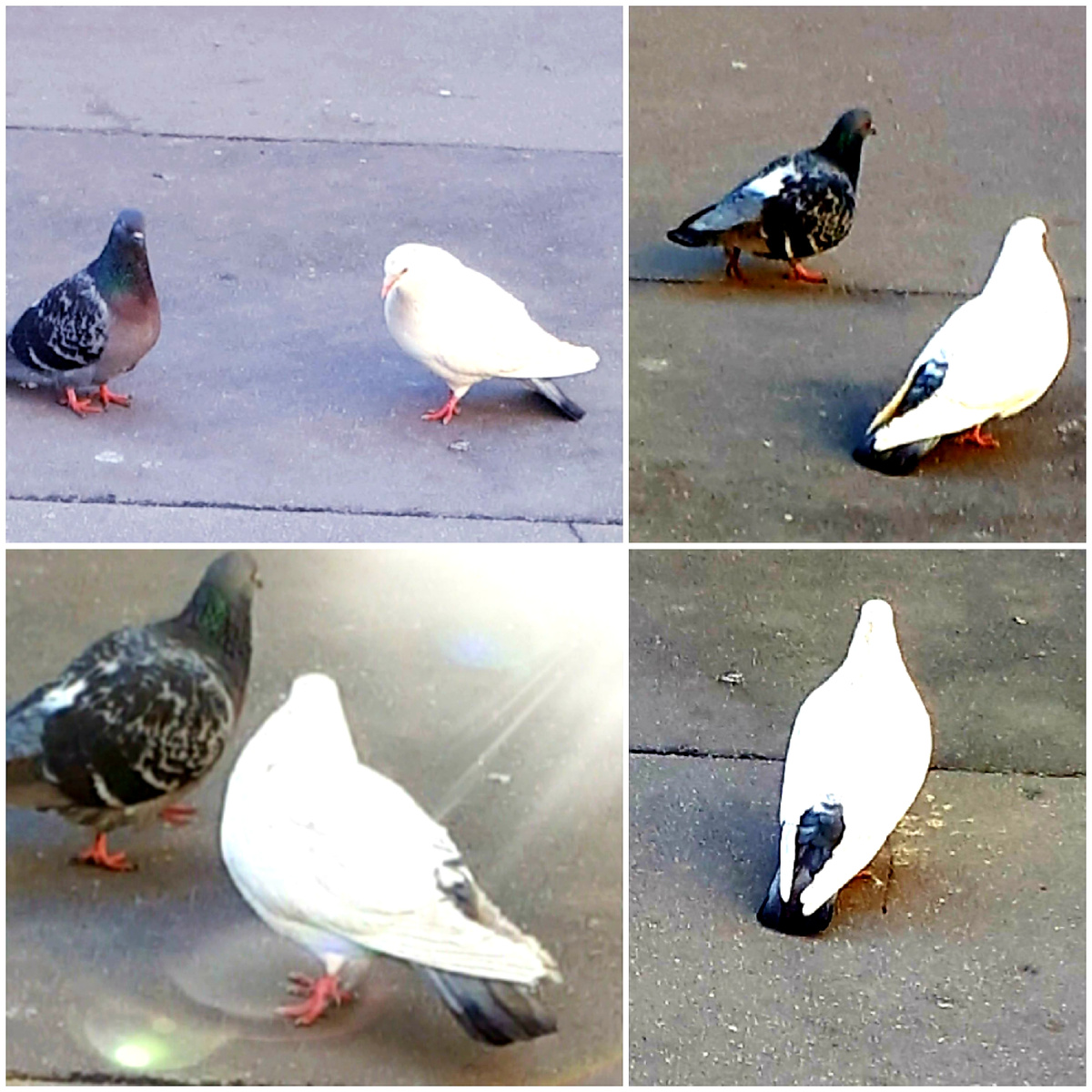 Коллаж автора 04.04.2026г.