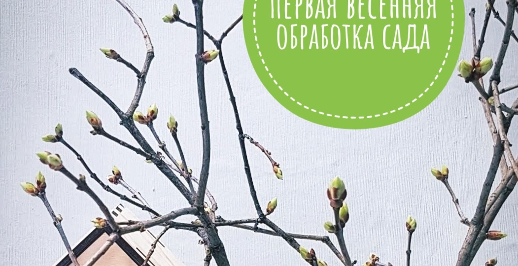 Первая весенняя обработка сада: моя баковая смесь без меди для защиты от болезней и вредителей