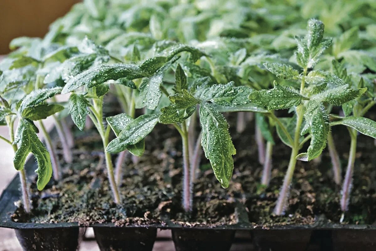 Рассада томатов. Фото из интернета