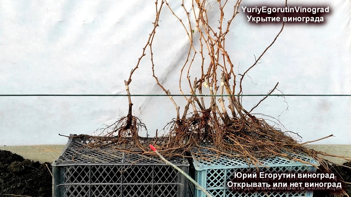 Саженцы с открытой корневой системой.