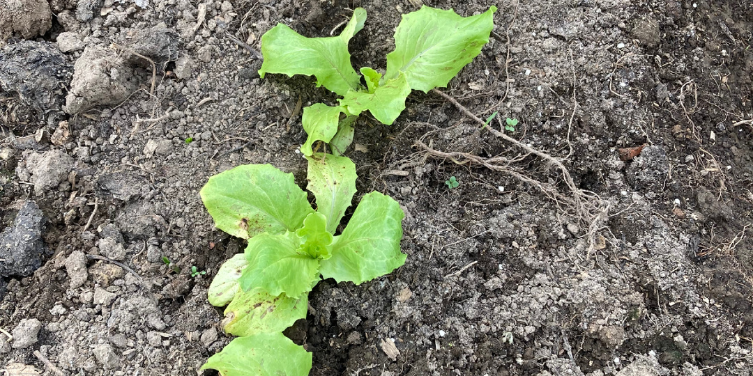 Дела садовые, дела бедовые