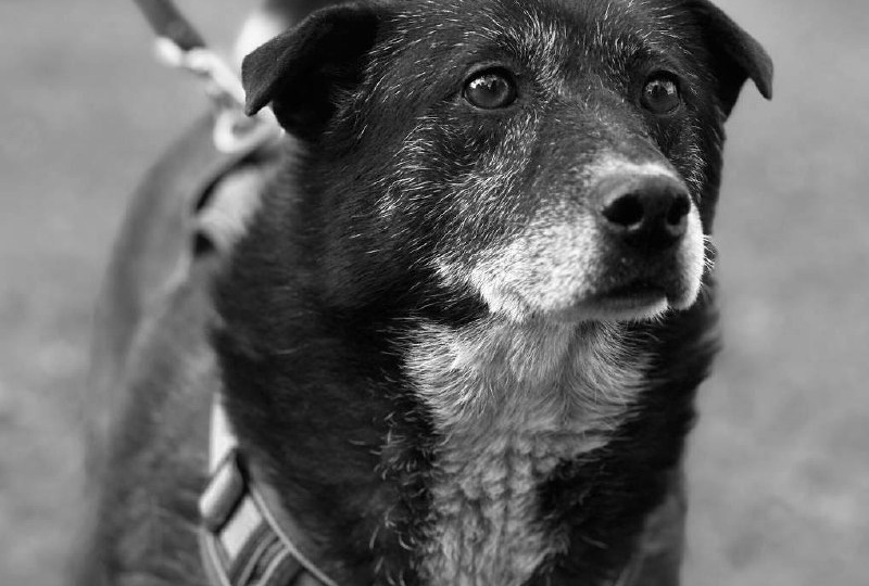 Прощай, наша Тонечка