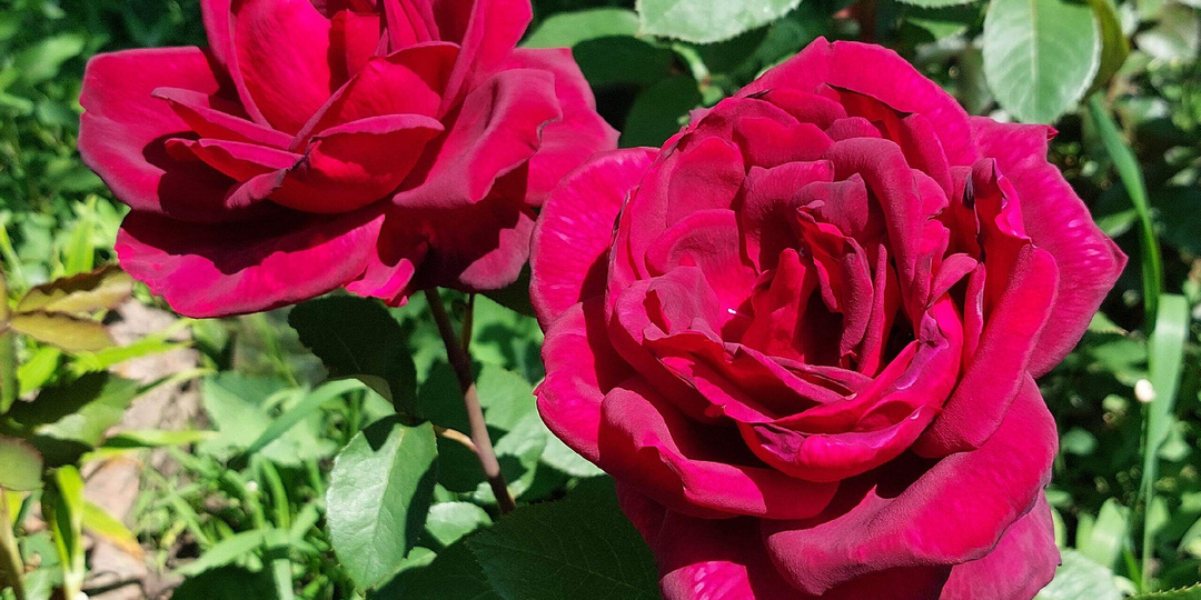 Роза Папа Мейян.