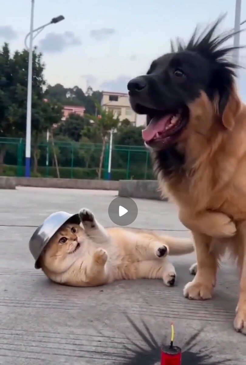 Иишная собака с лишними лапами