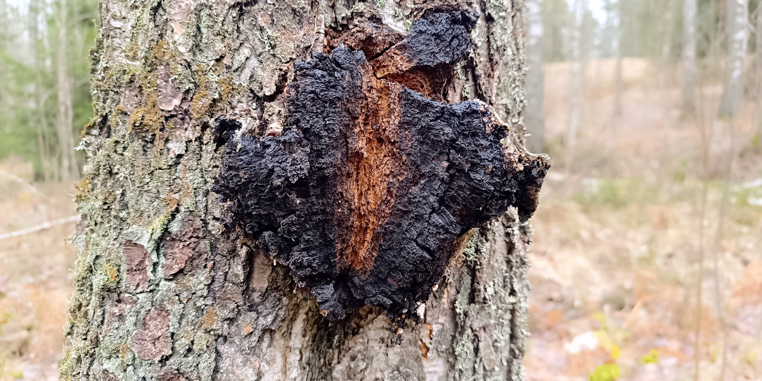 Чай из чаги: древний рецепт лесного «кофе» карельских охотников и советских поисковиков