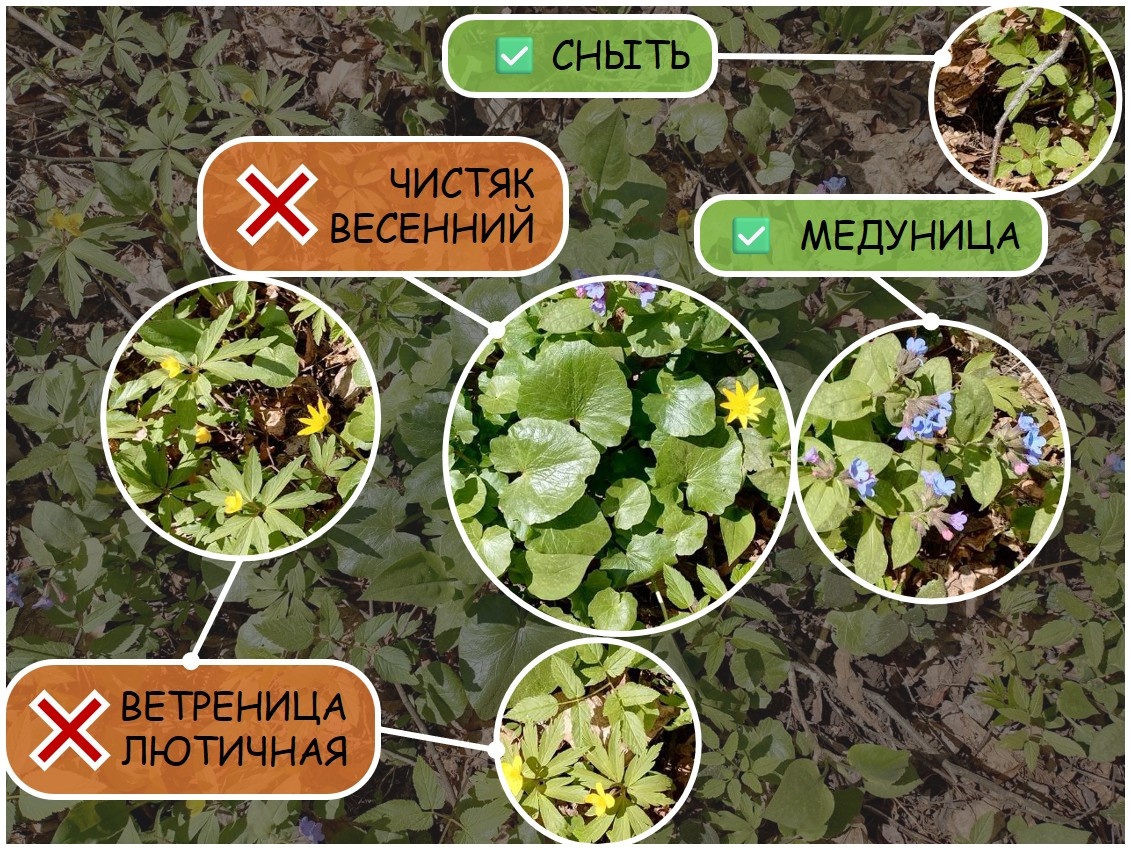 Съедоные и несъедобные дикоросы