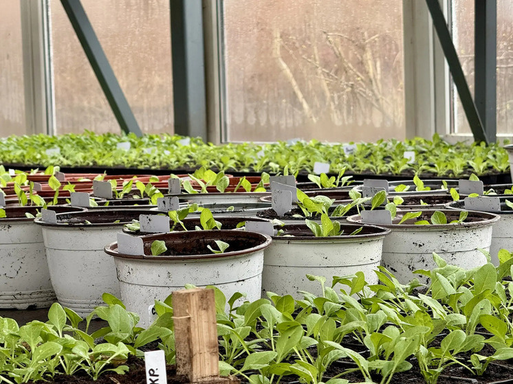     «Озеленитель» запускает новые мощности для выращивания рассады. Фото: социальные сети Евгения Разумишкина