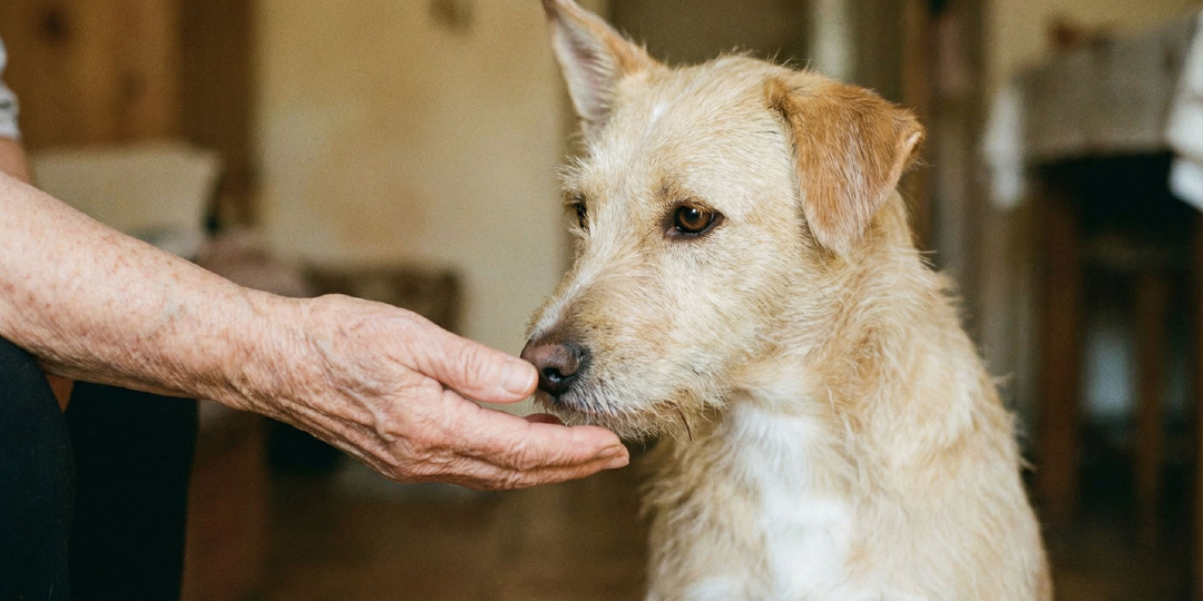 Пёс ждал хозяина у подъезда. Хозяин не вернулся. Но кое-кто пришёл