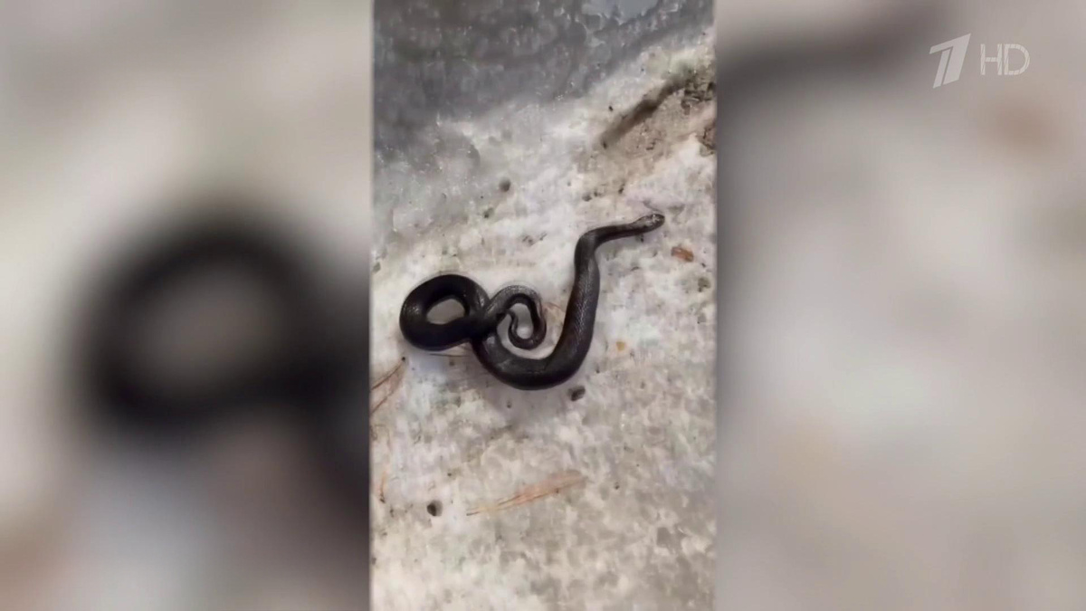    Первый канал