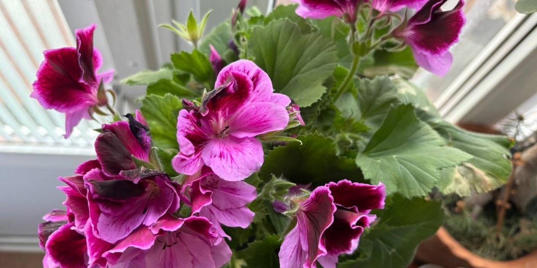 50 мл под куст - и герань - королева комнатных растений: весенняя подкормка
