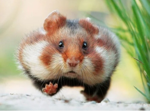 Фото из интернета