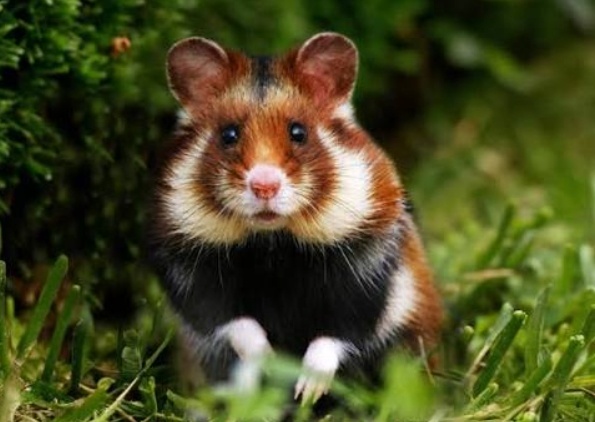 Фото из интернета