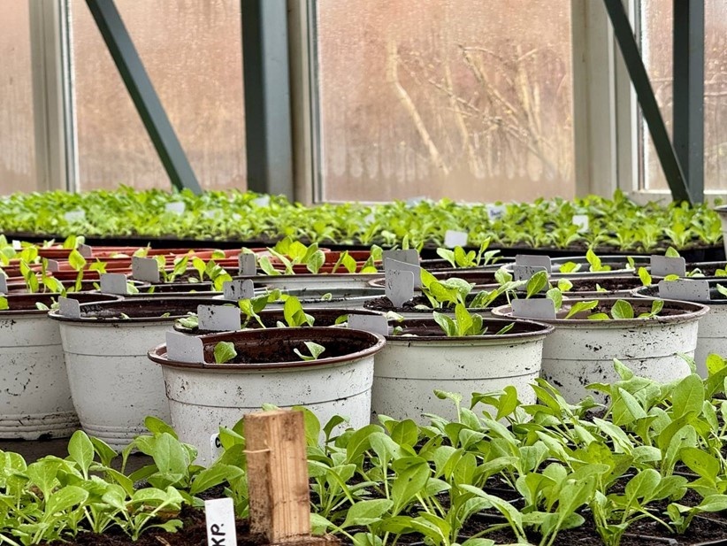    Автор фото: t.me/razumishkin