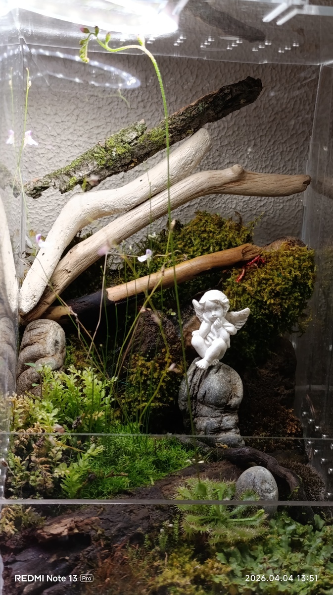 Флорариум №1 "Ангелок"