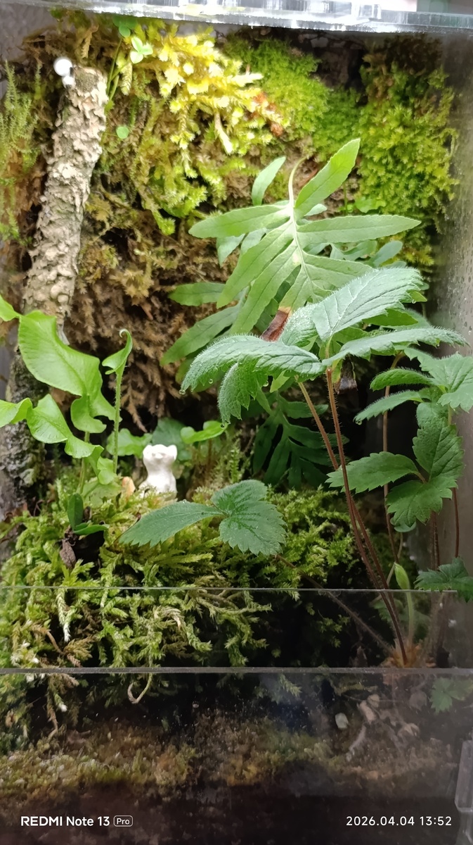 Флорариум №2 "Сидячий котёнок".