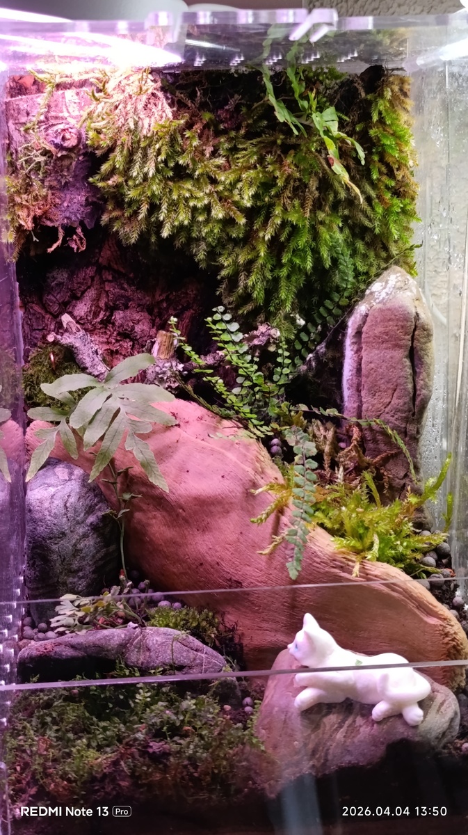 Флорариум №3. "Лежащий котёнок".