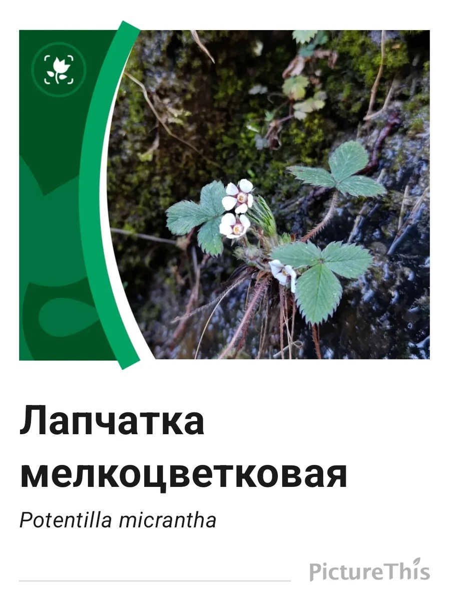 Работа определителя PictureThis по моей фотографии