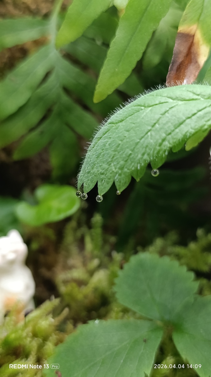 Капельки воды на кончиках листиков