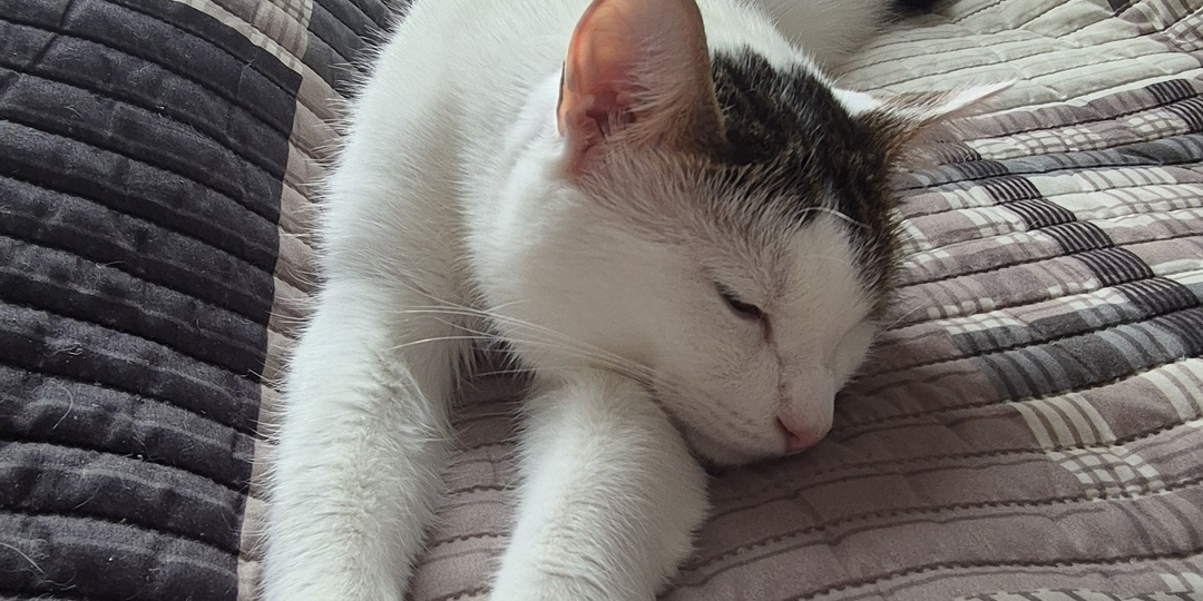 Дрессировка людей и животных: впечатление недели №14