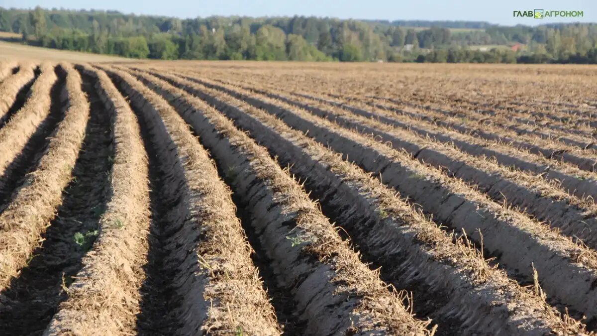 Фото:© Владимир Исаенко / Glavagronom.ru
Общий профицит картофеля в ЕС составляет около 3,3 миллиона тонн