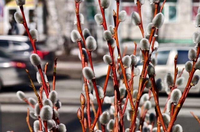    Фото: АиФ/ Дмитрий Еланаков