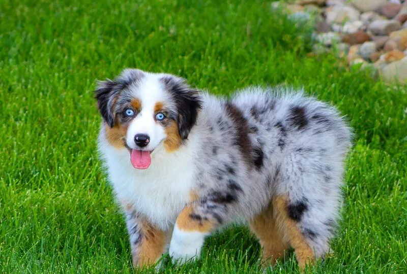 Собака-липучка с глазами цвета неба: почему все сходят с ума по мини-аусси