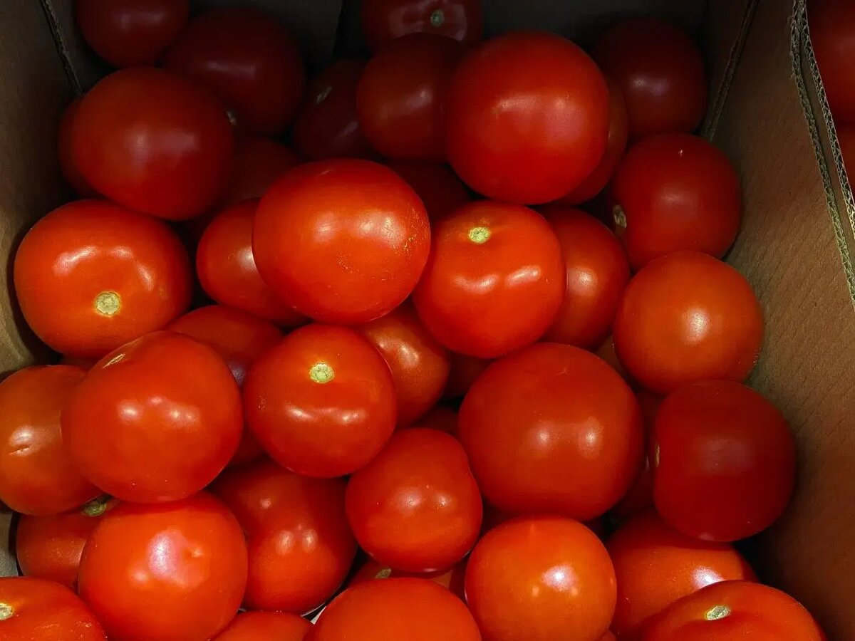    Помидоры. Фото: Мойка78
