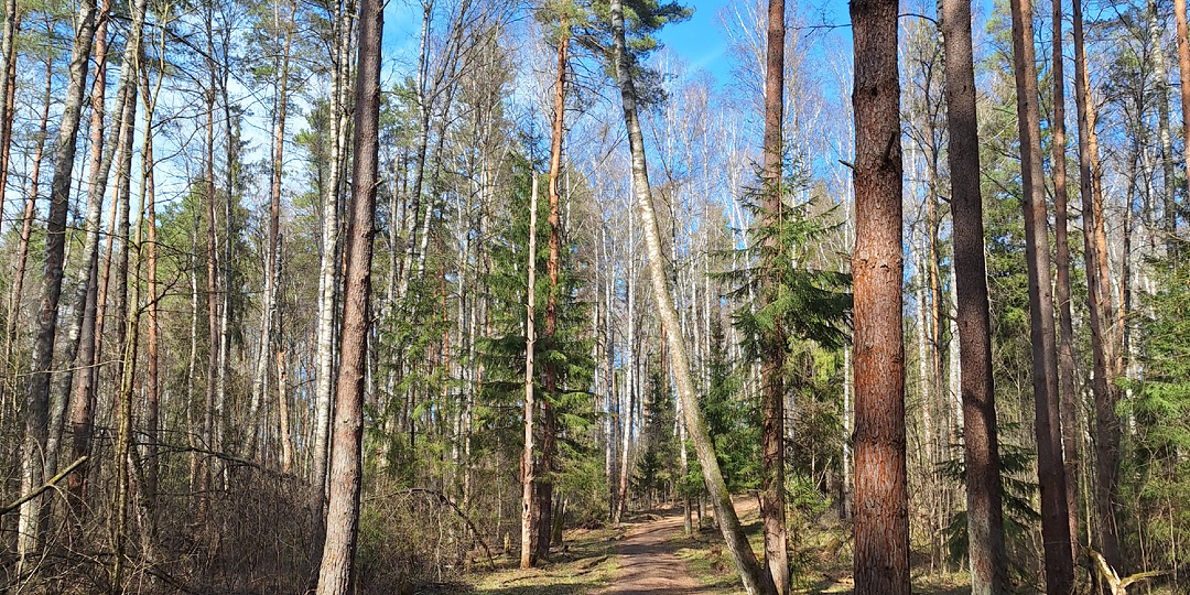 Я побывала в лесу