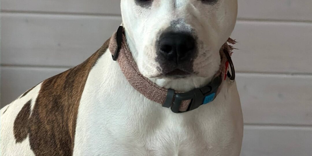 Как я мог ? купирование собаки !