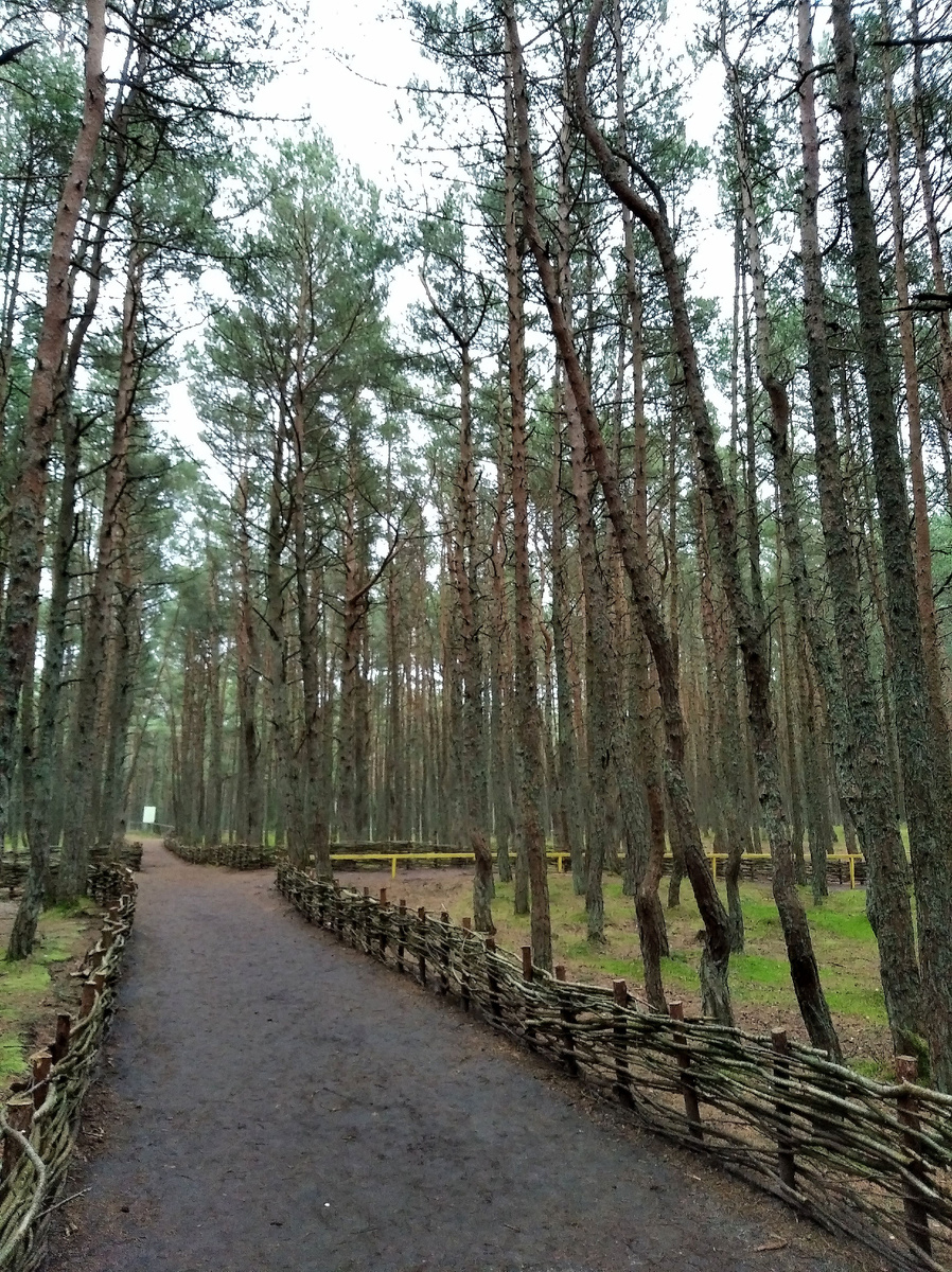 Так выглядят самые ровные деревья в танцующем лесу