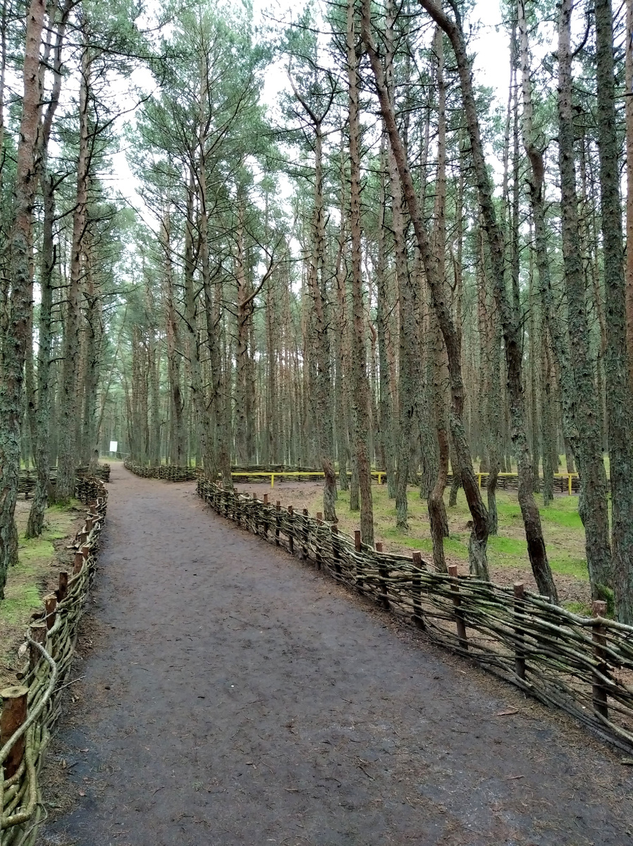 Чтобы спасти лес, тропы ограничили забором