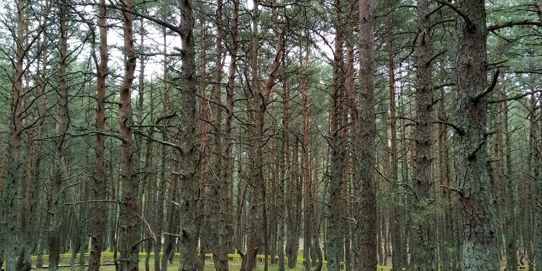 Тайны танцующего леса в Калининградской области