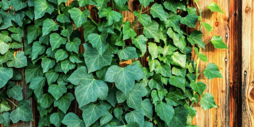 ПЛЮЩ ИРЛАНДСКИЙ (Hedera hibernica)