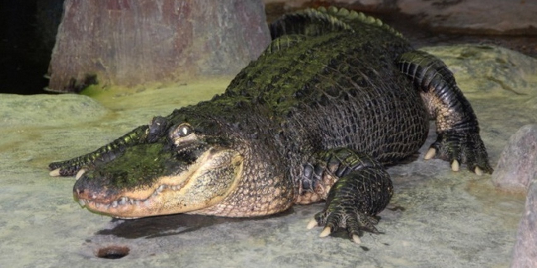 Аллигатор Гитлера: 3 года выживал на руинах Берлина, попал в СССР и обрёл славу