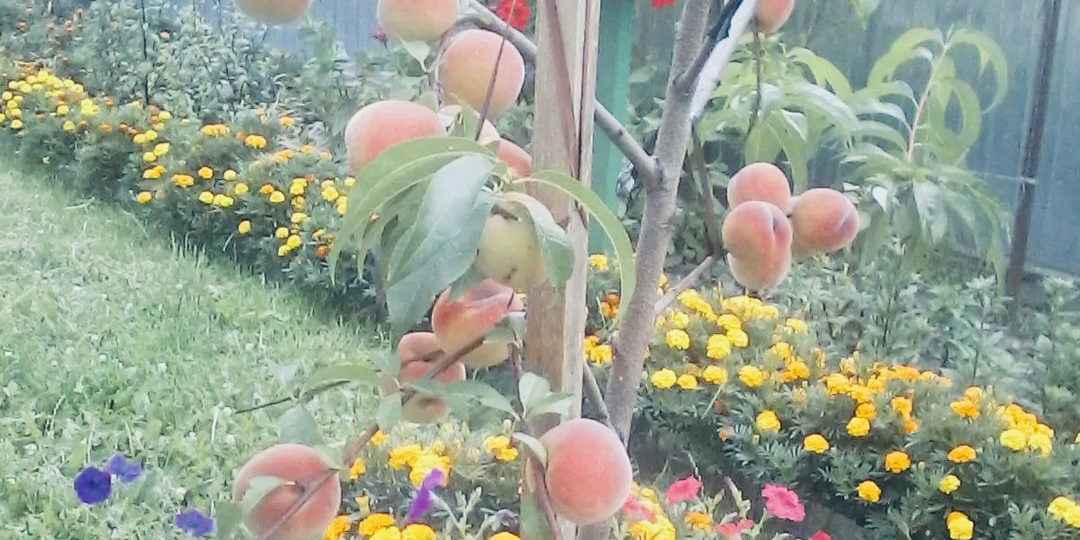 Можно ли по саженцам определить скороспелость будущего плодового дерева?