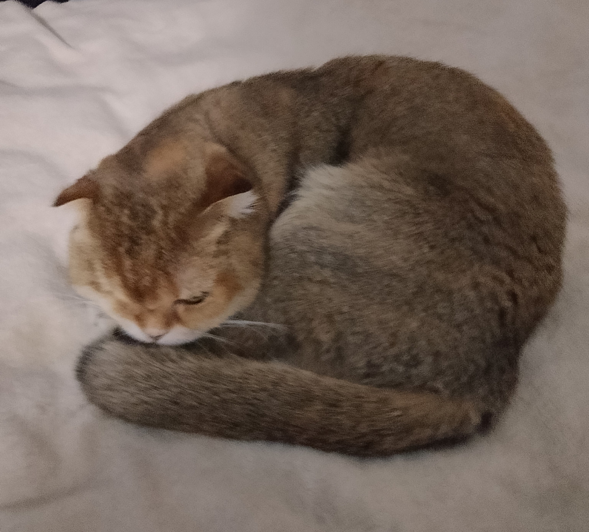 Грустит, что я муху выбросила. Обиделась