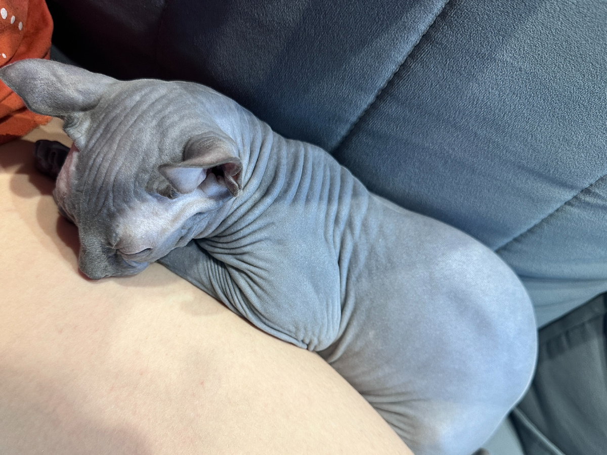 Уснуть на ноге человека, имея с десяток лежанок по квартире - почему бы и нет :)