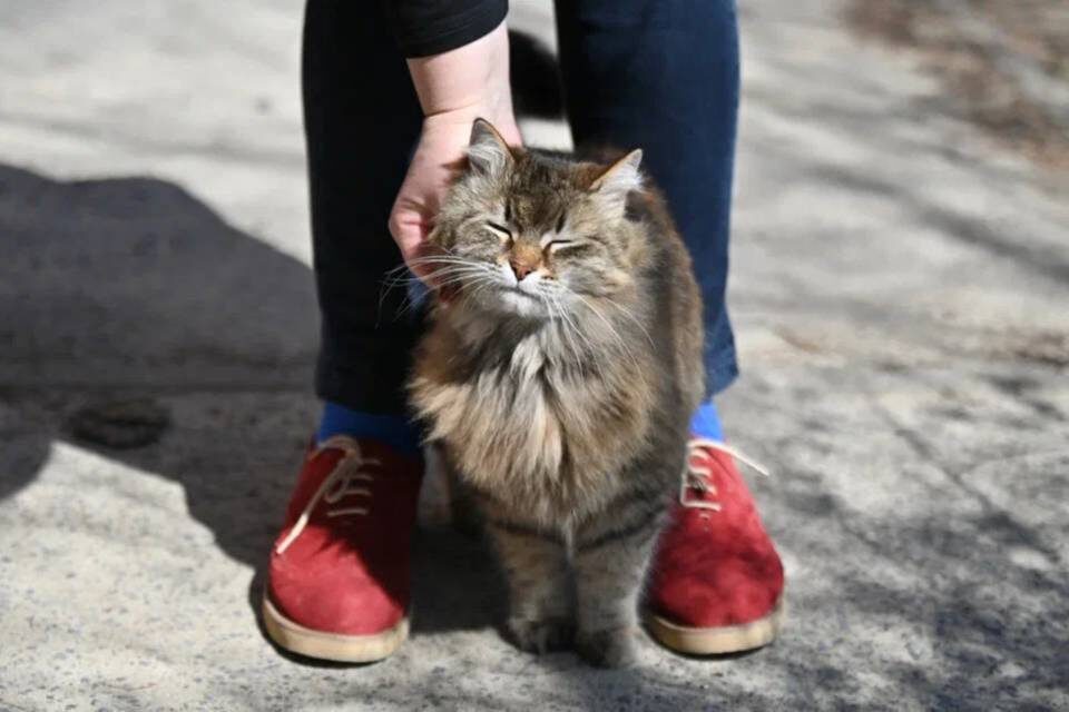    фото: Павел Мирошкин / "Городские вести"